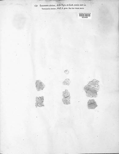 Flavoplaca citrina image